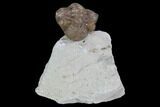 Bargain, Enrolled Paciphacops Trilobite - Oklahoma #95914-2